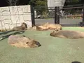 伊豆シャボテン動物公園の写真_268642