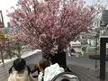 TWO ROOMS Grill Bar （TWO ROOMS グリル | バー）の写真_270273