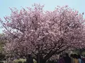 兼六園の写真_270906
