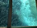 足摺海底館の写真_271701