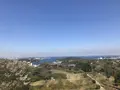 田浦梅の里の写真_271935