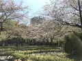 ヴェルニー公園の写真_271943