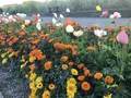 長井海の手公園ソレイユの丘の写真_271956