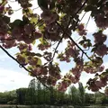 洞峰公園の写真_273616