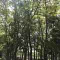 洞峰公園の写真_273617