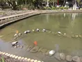 伊佐須美神社の写真_274000