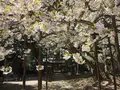 伊佐須美神社の写真_274003