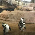 京都水族館の写真_274235