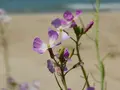 夕日ケ浦海岸の写真_274592