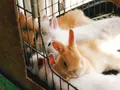 （有）丹後ジャージー牧場 ミルク工房そらの写真_274645