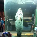 旭川市 旭山動物園の写真_275511