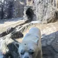旭川市 旭山動物園の写真_275512