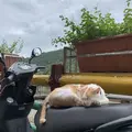 十分老街の写真_275827