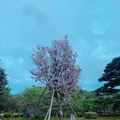 兼六園の写真_276733