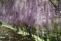 河内藤園の写真_277332
