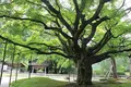 雷山千如寺大悲王院の写真_277341