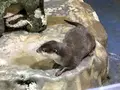 新屋島水族館の写真_279383