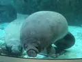 新屋島水族館の写真_279385