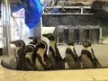 新屋島水族館の写真_279388