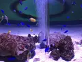 新屋島水族館の写真_279389