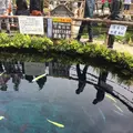 忍野八海の写真_279491