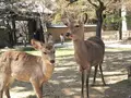 東大寺 南大門の写真_279669