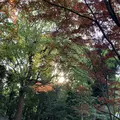 清澄庭園の写真_279816
