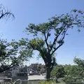 赤羽台団地の写真_281183