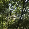 赤羽自然観察公園の写真_281198
