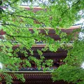 志度寺の写真_281471