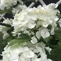 成就院の写真_283039
