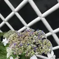 成就院の写真_283040