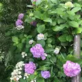 成就院の写真_283046