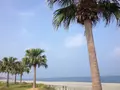 道の駅紀宝町ウミガメ公園の写真_28363