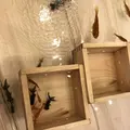 浅草きんぎょの写真_284197