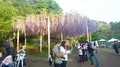 あしかがフラワーパークの写真_284446