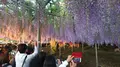 あしかがフラワーパークの写真_284447