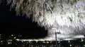 あしかがフラワーパークの写真_284451