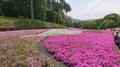 芝桜の丘の写真_284458