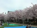 錦糸公園の写真_287663