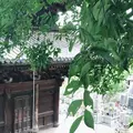 猫の細道の写真_288255