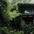 猫の細道の写真_288262