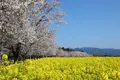 国指定特別史跡 西都原古墳群の写真_288888