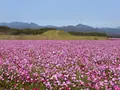 国指定特別史跡 西都原古墳群の写真_288890