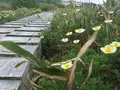 弥陀ヶ原の写真_289590