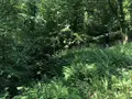 ギドリー・パークの写真_289962