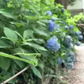 金華山の写真_290253