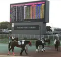 大井競馬場の写真_290311