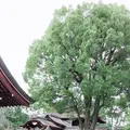 藤森神社の写真_290316