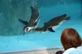 とべ動物園の写真_290483